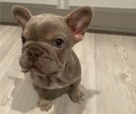 Small #3 French Bulldog