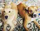 Small Photo #1 Boxer-Golden Retriever Mix Puppy For Sale in DALLAS, TX, USA