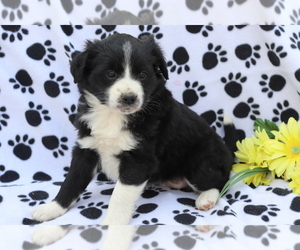 Australian Shepherd-Unknown Mix Puppy for sale in SHILOH, OH, USA