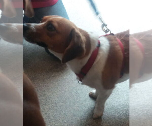 Medium Photo #6 Cheagle Puppy For Sale in Sanford, FL, USA