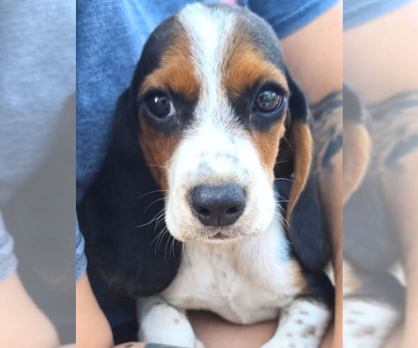 Medium Photo #2 Bagle Hound Puppy For Sale in Dunnellon, FL, USA