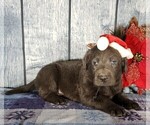 Small Photo #1 Labrador Retriever Puppy For Sale in GRABILL, IN, USA