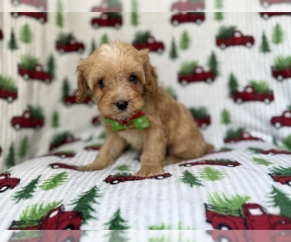 Medium Photo #5 Cavapoo (Miniature) Puppy For Sale in LAKELAND, FL, USA