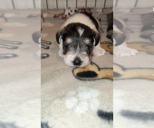 Schnauzer (Miniature) Puppy for sale in CHILDRESS, TX, USA