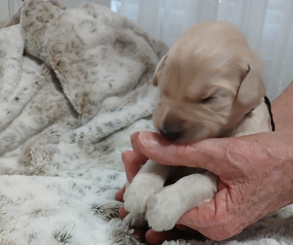Medium Photo #1 Poodle (Standard)-Schnoodle (Giant) Mix Puppy For Sale in ANDERSON, CA, USA