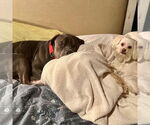 Small #24 American Pit Bull Terrier Mix