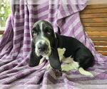 Small Photo #19 Basset Hound Puppy For Sale in HILLSBORO, TX, USA