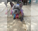 Puppy Luna Stardust French Bulldog
