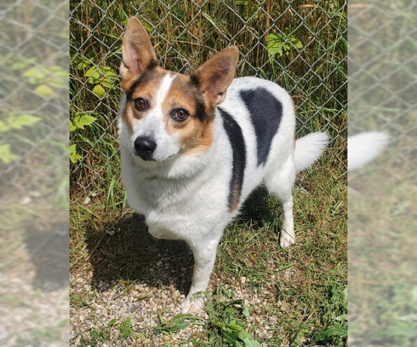 Medium Photo #1 Mutt Puppy For Sale in Lake City, MI, USA