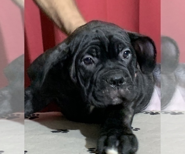 Medium Photo #149 Cane Corso Puppy For Sale in COTTAGE GROVE, OR, USA