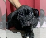 Small Photo #149 Cane Corso Puppy For Sale in COTTAGE GROVE, OR, USA