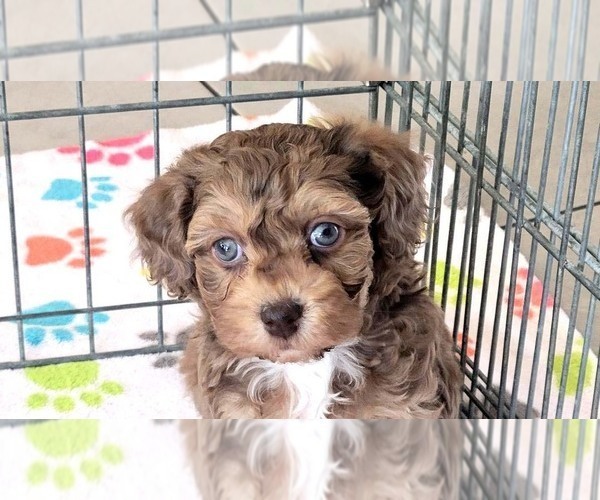 Medium Photo #2 Poovanese Puppy For Sale in ORO VALLEY, AZ, USA