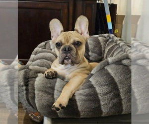 French Bulldog Puppy for sale in EVERETT, WA, USA