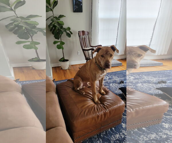 Medium Photo #1 Labrador Retriever-Unknown Mix Puppy For Sale in Doylestown, PA, USA