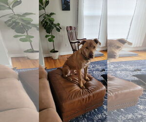 Labrador Retriever-Unknown Mix Dogs for adoption in Doylestown, PA, USA