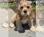 Small #3 Cocker Spaniel