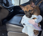 Small #6 Belgian Malinois