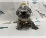 Small Photo #2 French Bulldog Puppy For Sale in NEWARK, NJ, USA