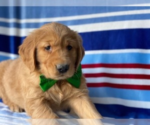 Golden Retriever Puppy for sale in LANCASTER, PA, USA