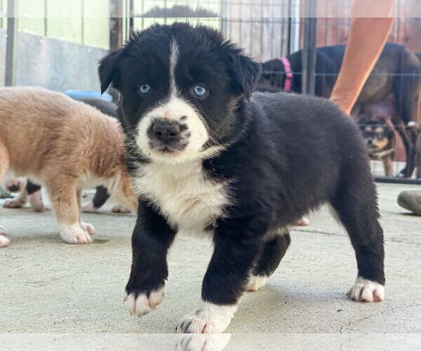 Medium Photo #4 Labrador Retriever-Unknown Mix Puppy For Sale in San Diego, CA, USA