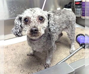 Poodle (Miniature) Dogs for adoption in Mount Airy, NC, USA