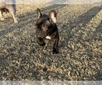 Small #6 French Bulldog