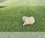 Small #3 Pomeranian