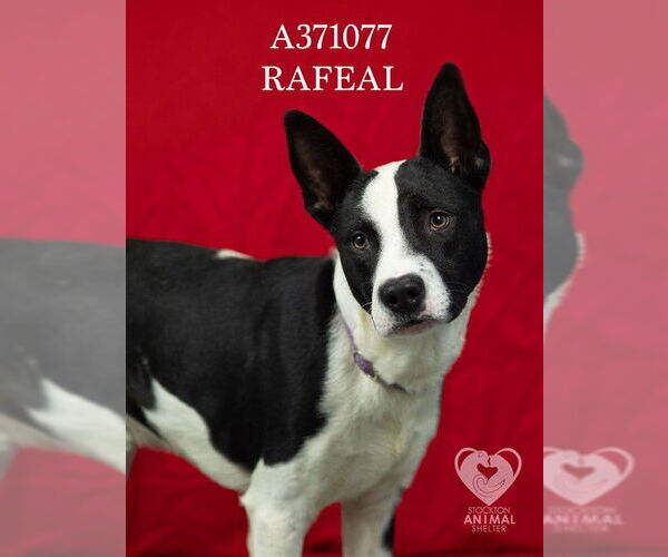 Medium Photo #2 Mutt Puppy For Sale in Stockton, CA, USA