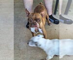 Small #2 Boston Terrier
