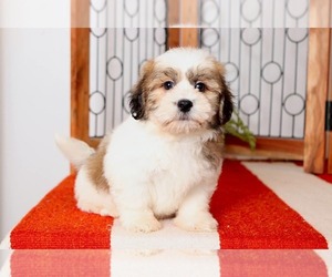 Zuchon Puppy for sale in NAPLES, FL, USA