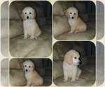 Small Photo #6 Poodle (Standard) Puppy For Sale in BRONX, NY, USA