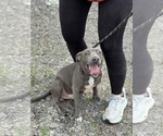 Small American Pit Bull Terrier Mix