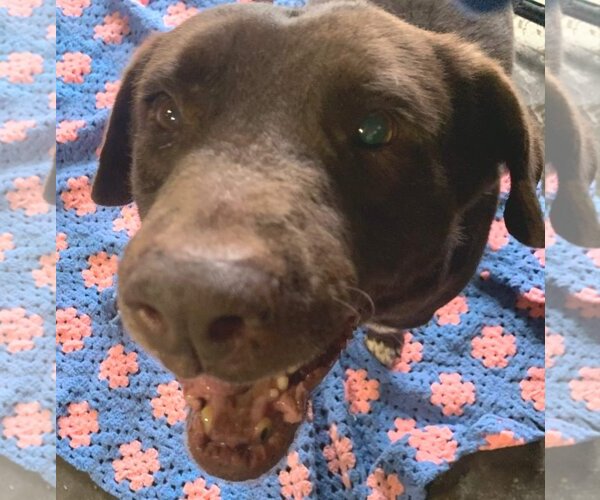 Medium Photo #1 Labrador Retriever-Unknown Mix Puppy For Sale in Jackson, MS, USA