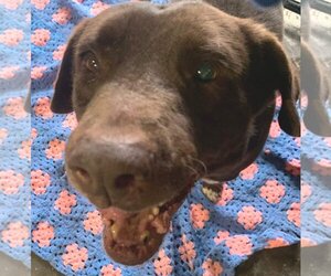 Labrador Retriever-Unknown Mix Dogs for adoption in Jackson, MS, USA