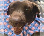 Small Labrador Retriever Mix
