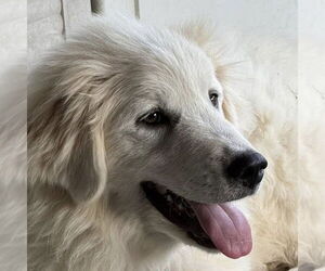 Great Pyrenees Dogs for adoption in Dallas, TX, USA