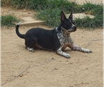 Small #2 Staffordshire Bull Terrier Mix