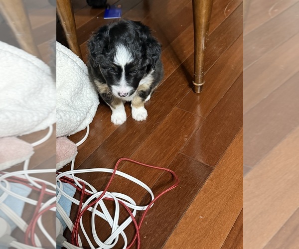 Medium Photo #3 North American Shepherd Puppy For Sale in FLAT ROCK, AL, USA