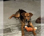 Small #3 Mutt