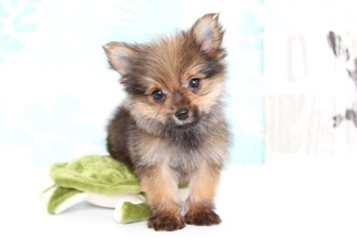 Yoranian Puppy for sale in NAPLES, FL, USA