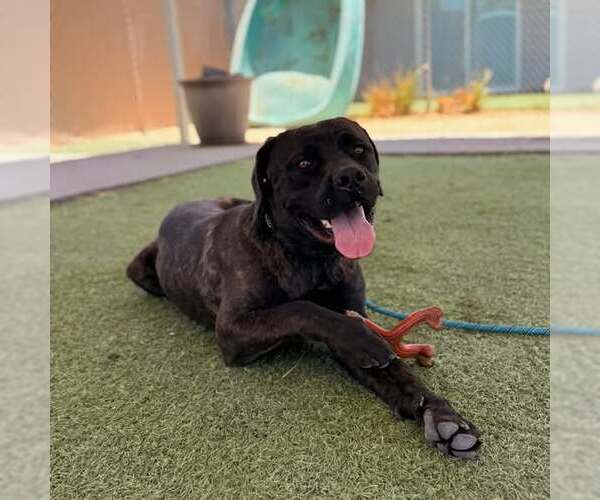 Medium Photo #1 Mutt Puppy For Sale in Goodyear, AZ, USA