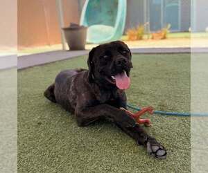 Mutt Dogs for adoption in Goodyear, AZ, USA