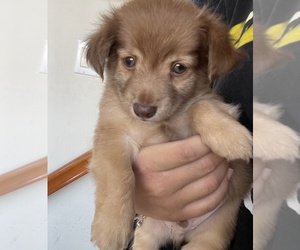 Papillon Puppy for sale in MONTEREY PARK, CA, USA