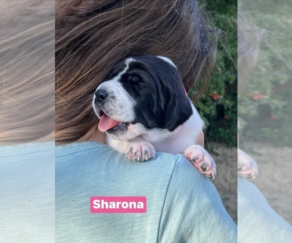 Medium Photo #35 Pointer Puppy For Sale in SACRAMENTO, CA, USA