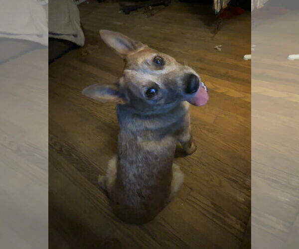 Medium Photo #3 Mutt Puppy For Sale in Garden City, NY, USA