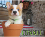 Small #4 Pembroke Welsh Corgi