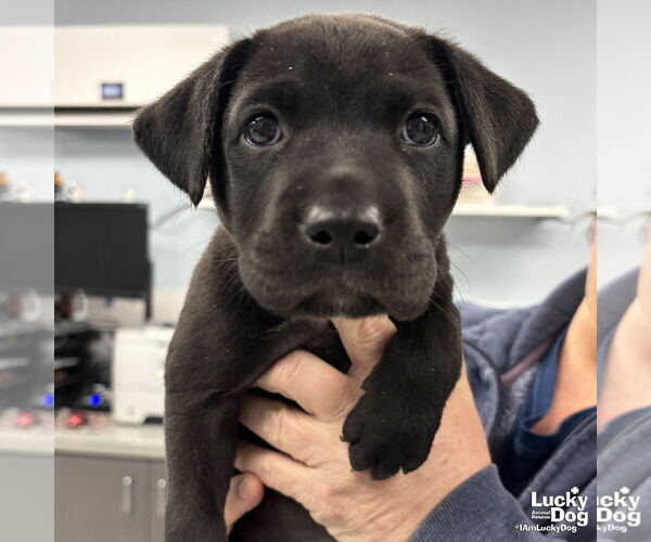 Medium Photo #2 Labrador Retriever-Retriever  Mix Puppy For Sale in Washington, DC, USA