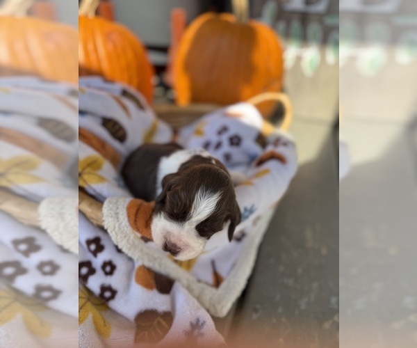 Medium Photo #4 English Springer Spaniel Puppy For Sale in SHERMAN, TX, USA