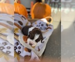 Small #3 English Springer Spaniel