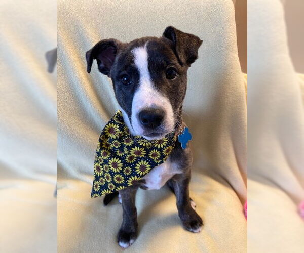 Medium Photo #2 Mutt Puppy For Sale in Plainfield, IL, USA